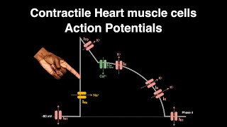 Action Potential Contractile cardiac muscle cells heart physiology actionpotential [upl. by Epillihp]