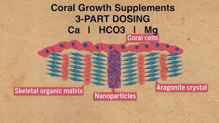 Coral Growth Supplements  No Water Changes Reef Aquarium [upl. by Eenram785]