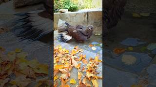 birds eagle shortvideo wildlife shorts nature [upl. by Ner]