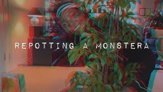 Repotting My Monstera Plant Care Tips amp Chit Chat Session [upl. by Nalyk15]