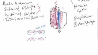 anterior abdominal wall surgical anatomy [upl. by Koziara714]