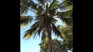 Plant ID Kentia Palm Howea forsterana [upl. by Nnyrb576]