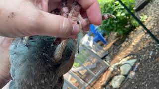 A NonInvasive Treatment for Minor Bumblefoot on Chickens or Ducks [upl. by Crysta]