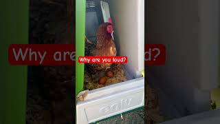 I realize my older chickens have become so loud after laying Why is that [upl. by Natrav]