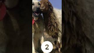 Top 5 Livestock Guardian Dogs Protecting Farms and Ranches [upl. by Bohlin245]