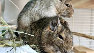 Degu love  conversation  cuddle [upl. by Assyn167]