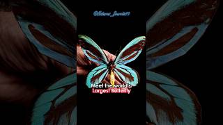 Worlds Largest Butterfly [upl. by Thorbert456]