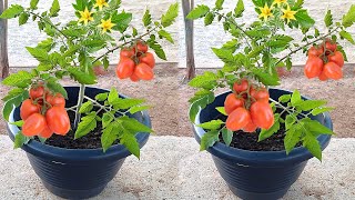 TÉCNICA VALE OURO PARA PLANTAÇÃO DE TOMATE 1 MINUTO RÁPIDO [upl. by Subak]