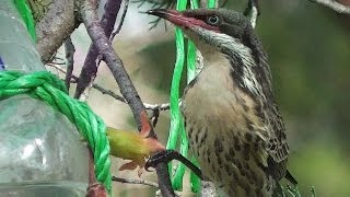 Spinycheeked Honeyeater Acanthagenys rufogularis ◔‿◔ [upl. by Enellij308]