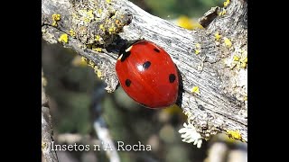 Formigabranca  Termite Isoptera [upl. by Chellman]