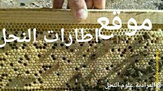 كيفية ترتيب البراويز لدفع الملكة للبيض [upl. by Methuselah]