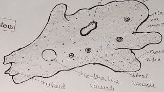 Amoeba Diagram। How to draw amoeba Proteus easily। amoebadiagramzoology। [upl. by Icnan]