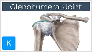 Glenohumeral Shoulder Joint  Definition  Human Anatomy  Kenhub [upl. by Allegna]