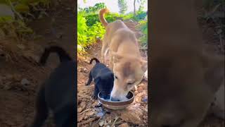 dolat sorat kya karni viralvideo song doglover babyanimals loveisgodoffcial youtbshorts [upl. by Naaman551]