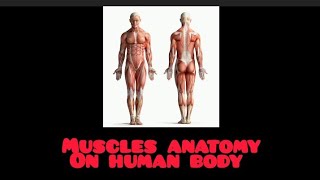 muscles anatomy of human body like share and subscribe our channel for more informative videos [upl. by Odrarej331]