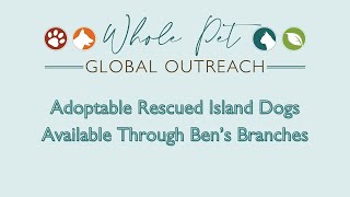 Whole Pet Global Outreach Rescued Island Dogs Need Homes [upl. by Yrneh]