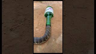 wow amazing snake trap naturesnake snakevideo viralvideo video shorts animals [upl. by Gefen]