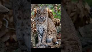 Bobcat Red Lynx  Descriptions and Facts [upl. by Inez665]