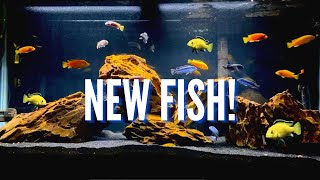 New Fish amp Aquascape for the 75 Gallon Mbuna Cichlid Tank [upl. by Anaiv]