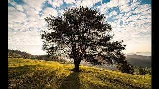 Meditazione di connessione allAlbero Genealogico [upl. by Morrie]