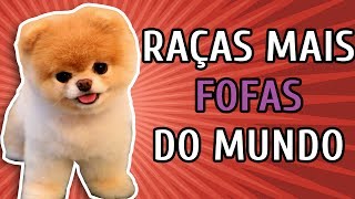 10 RAÇAS DE CACHORRO MAIS FOFAS DO MUNDO [upl. by Iadam985]