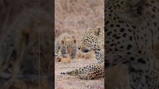 Leopard Cub Practices Hunting on Mommy and Sibling [upl. by Assirod]