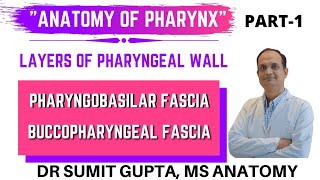 PHARYNX  LAYERS  PHARYNGOBASILAR FASCIA  BUCCOPHARYNGEAL FASCIA  ANATOMY [upl. by Tannenwald]