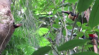 Collared aracari  El tucancillo collarejo  Pteroglossus torquatus [upl. by Yci618]