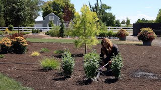 Planting 3 Varieties of Hyssop the Perfect Perennial For Crummy Soil 🌿💪🙌  Garden Answer [upl. by Atteugram789]