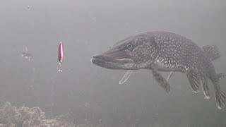 INSANE Underwater Footage Ice Fishing NORTHERN PIKE with a DARDEVLE [upl. by Frendel]