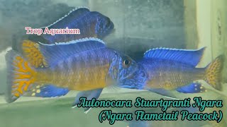 01112024 TOP FAVOURITE MALAWIAFRICAN CICHLIDS Trop Aquarium Singapore [upl. by Thetis]