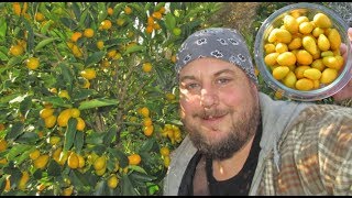 Growing amp Harvesting Kumquats  All You Need To Know [upl. by Aynos]