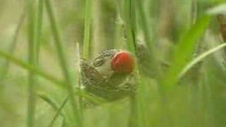 Redheaded Quelea nest building [upl. by Netsua]