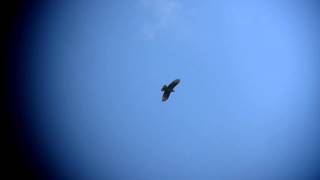 Crested Honey Buzzard Migration Batumi Raptor Count 2013 [upl. by Ahsaela]