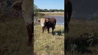 Hereford Purebred [upl. by Bergstein]