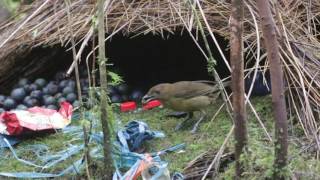 Vogelkops bowerbird Sujan Chatterjee [upl. by Tombaugh]