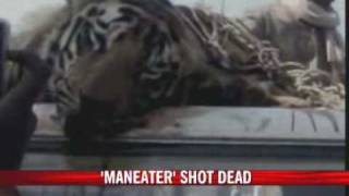 Maneater shot dead in Chandrapur [upl. by Ornie180]