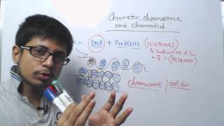 Chromosome chromatin and chromatid [upl. by Barcellona875]