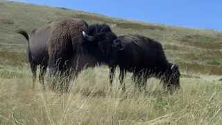 Montana buffalo mating season [upl. by Akerdnuhs234]