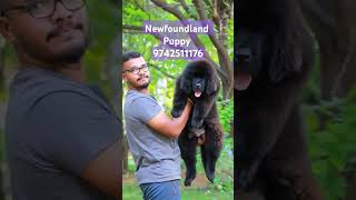 Newfoundland Dog Puppys Looking For New Home Rare Dog Breed Newfoundland Puppies Available shorts [upl. by Chloras697]