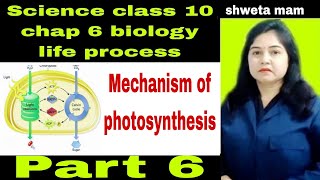 Mechanism of photosynthesisPart 6class 10sciencebiologychap 6life process youtubeshorts ms [upl. by Ytinirt]