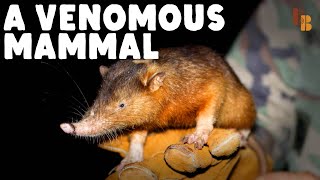 How The Solenodon Became Venomous [upl. by Seedman]