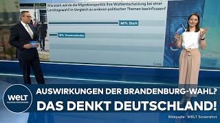 LANDTAGSWAHLEN BRANDENBURG Welche Auswirkungen hat die Wahl auf die Ampel Das denkt Deutschland [upl. by Shaer]