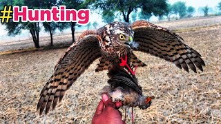 Sparrowhawk hunting and facts  Basha ke malomat  Falconry Attack [upl. by Kacy]