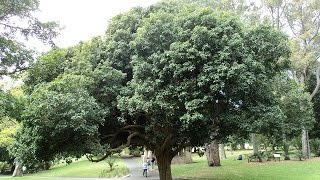 Plant ID Tulipwood Harpullia pendula [upl. by Lenny]