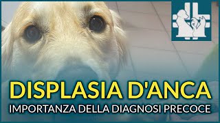 Displasia dellanca nel cane  diagnosi precoce e vizio redibitorio [upl. by Danell309]