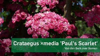 Crataegus x media Paul Scarlet [upl. by Llenrrad]