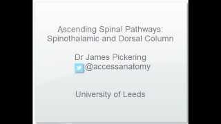 Ascending Spinal Cord Pathways [upl. by Darn]