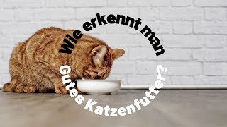 Gutes Katzenfutter  Warum es so wichtig ist  Wie du es erkennen kannst [upl. by Charlot790]