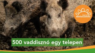 500 vaddisznó egy telepen – vadaskerteknek vadászati céllal  MMG [upl. by Lexerd454]